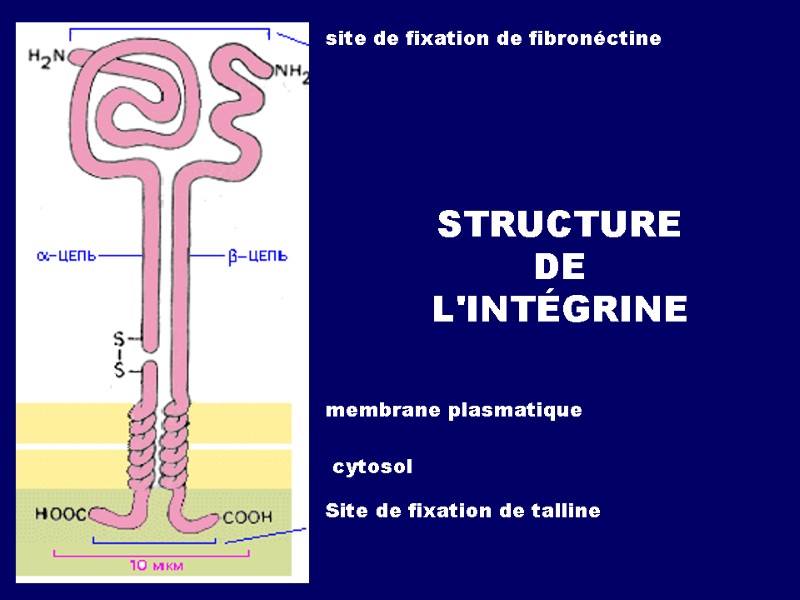 STRUCTURE DE L'INTÉGRINE site de fixation de fibronéctine membrane plasmatique cytosol Site de fixation